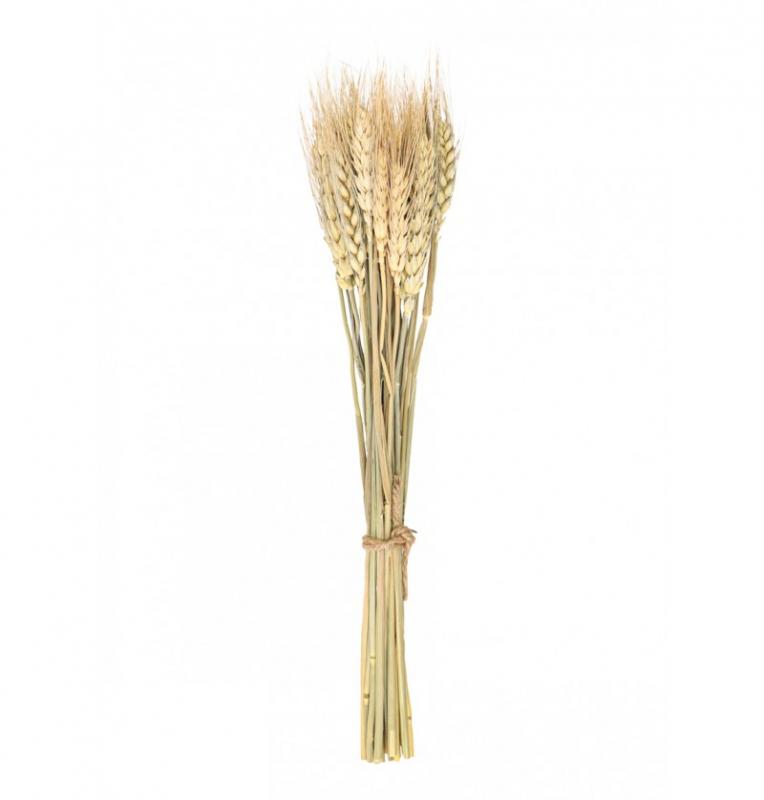 Svazek klasů pšenice 24ks, 35 cm